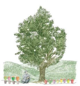 The Wild Apple Tree Image